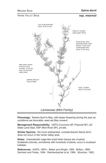 Salvia dorrii ssp. mearnsii