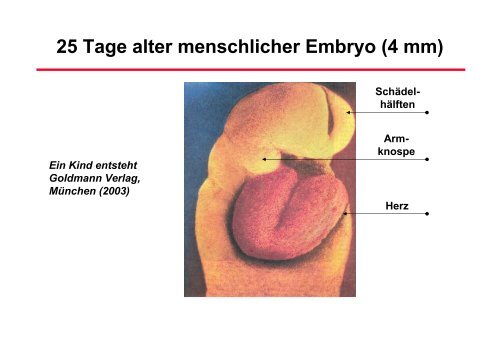 RhythmusstÃ¶rungen: Untersuchungstechniken - Prof-wendt.de