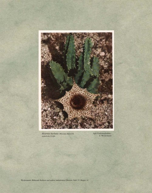 Mesembryanthemum (Pleiospilos) simulans