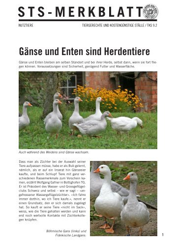 Gänse und Enten sind Herdentiere - Schweizer Tierschutz STS
