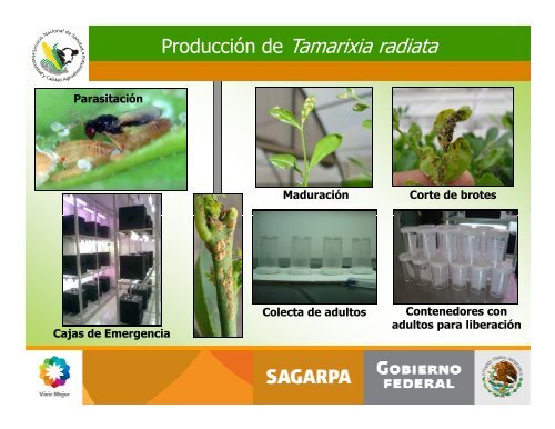 Avances en el Control Biologico de Diaphorina citri