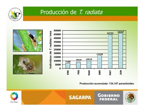 Avances en el Control Biologico de Diaphorina citri