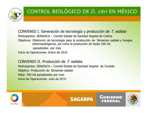 Avances en el Control Biologico de Diaphorina citri