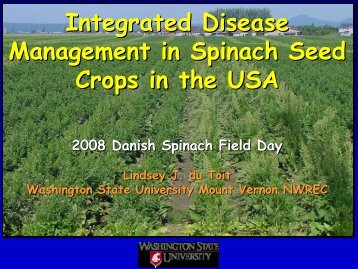 Integrated Disease Management i Spinach Seed ... - LandbrugsInfo