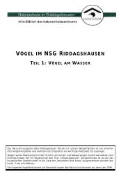 VÖGEL IM NSG RIDDAGSHAUSEN TEIL 1