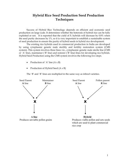 Hybrid seed production in paddy-An overview.pdf