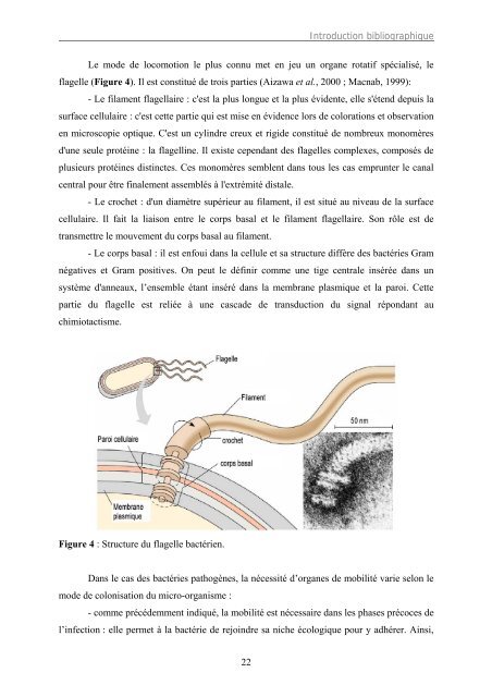 Rôle de la protéine associée au nucléoïde Fis dans le contrôle de la ...