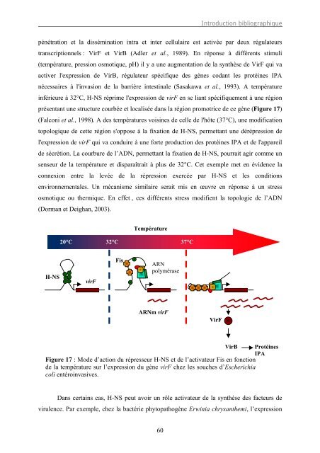 Rôle de la protéine associée au nucléoïde Fis dans le contrôle de la ...