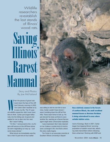 Nov 04 Woodrat - Illinois DNR