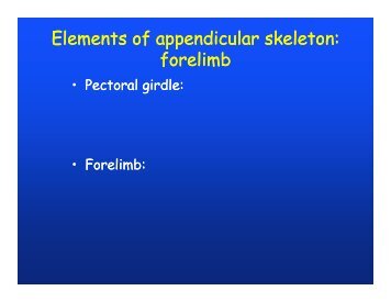 Elements of appendicular skeleton: f li b Elements of appendicular ...