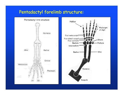 Elements of appendicular skeleton: f li b Elements of appendicular ...