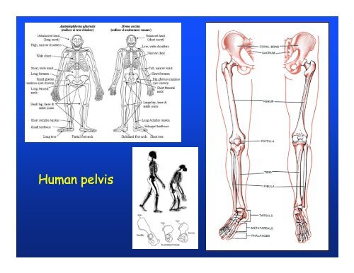 Elements of appendicular skeleton: f li b Elements of appendicular ...