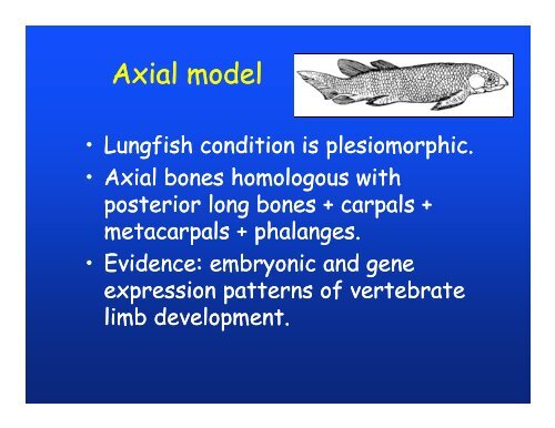 Elements of appendicular skeleton: f li b Elements of appendicular ...