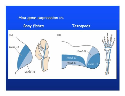 Elements of appendicular skeleton: f li b Elements of appendicular ...