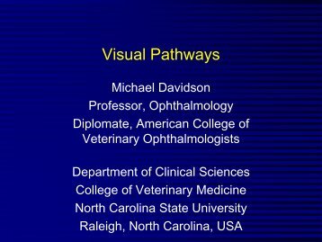 Visual Pathways - North Carolina State University College of ...