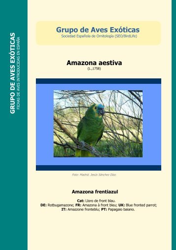 Amazona aestiva - SEO/BirdLife