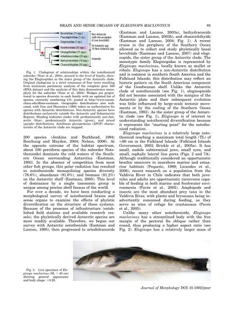 Brain and Sense Organ Anatomy and Histology of the ... - Lannoo Lab