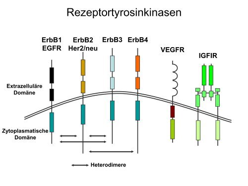 G-Protein-gekoppelte Rezeptoren Ionenkanal- gekoppelte Rezeptoren