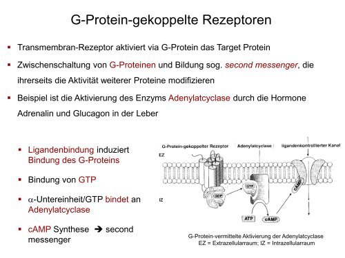 G-Protein-gekoppelte Rezeptoren Ionenkanal- gekoppelte Rezeptoren