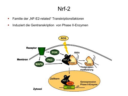 G-Protein-gekoppelte Rezeptoren Ionenkanal- gekoppelte Rezeptoren