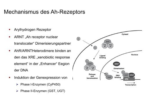 G-Protein-gekoppelte Rezeptoren Ionenkanal- gekoppelte Rezeptoren