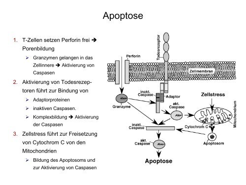 G-Protein-gekoppelte Rezeptoren Ionenkanal- gekoppelte Rezeptoren