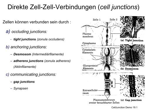 G-Protein-gekoppelte Rezeptoren Ionenkanal- gekoppelte Rezeptoren