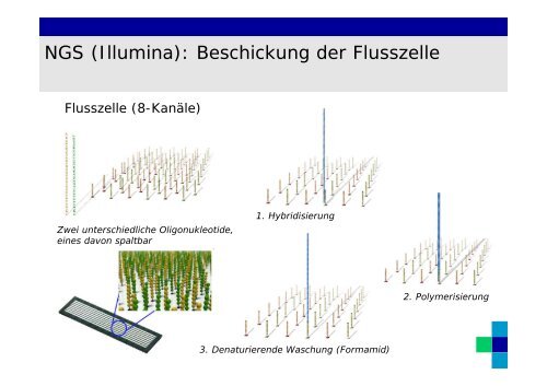 Genexpression 2012.pdf - Chirurgie