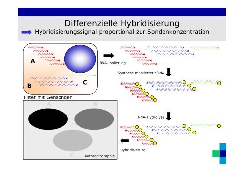 Genexpression 2012.pdf - Chirurgie