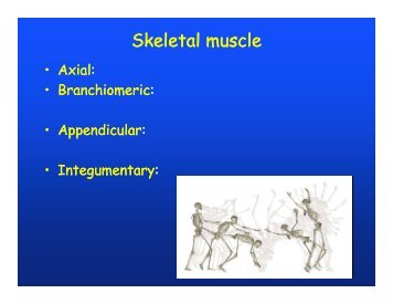 Muscular system