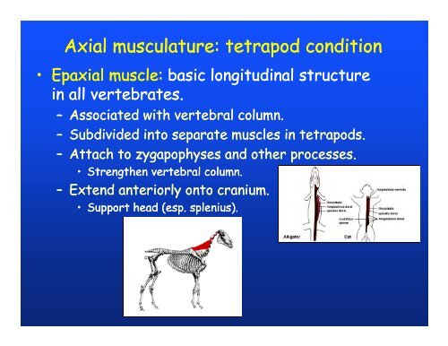 Muscular system