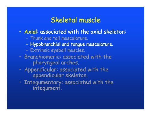 Muscular system