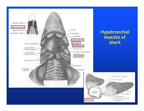 Muscular system