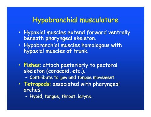 Muscular system