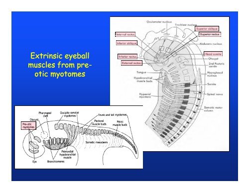 Muscular system