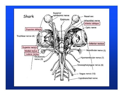 Muscular system