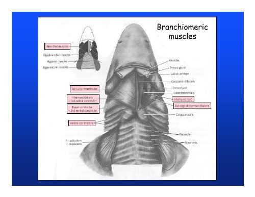 Muscular system