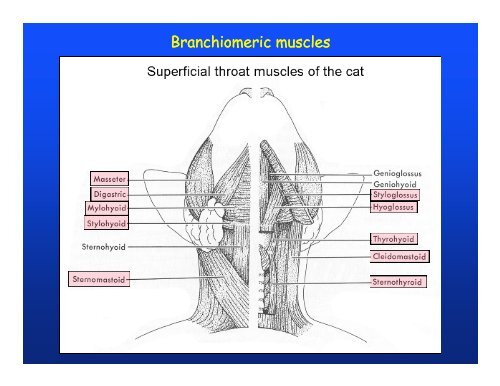 Muscular system