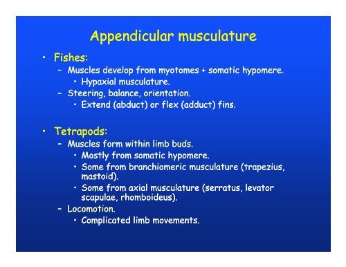 Muscular system