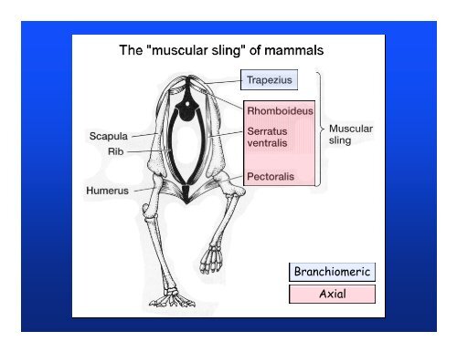 Muscular system