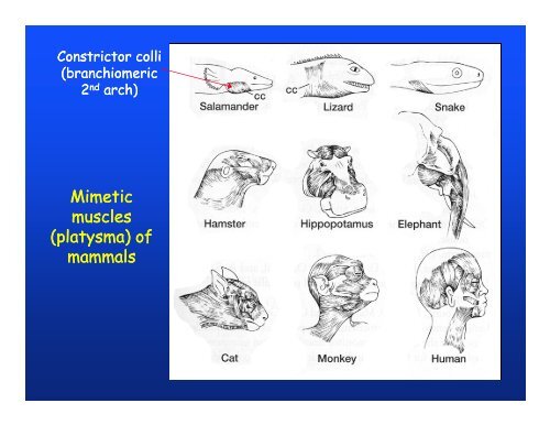 Muscular system