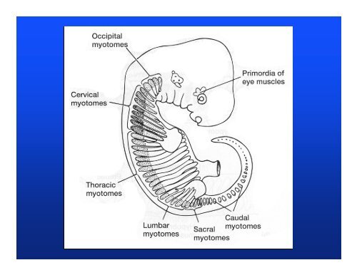 Muscular system