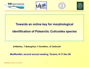 Towards an online key for morphological identification ... - Medreonet