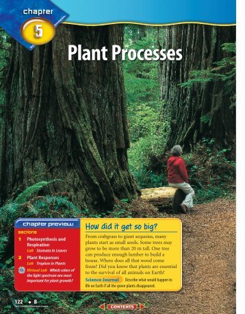 B: Chapter 5: Plant Processes