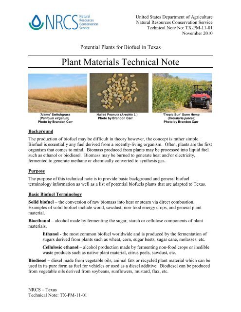 Biofuels Potential Plants for Texas - Plant Materials Program - US ...