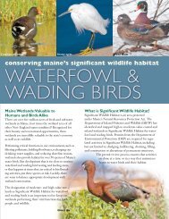 Waterfowl & Wading Birds - Maine Audubon