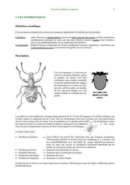 Les maladies du rhododendron. Rhodo malade.