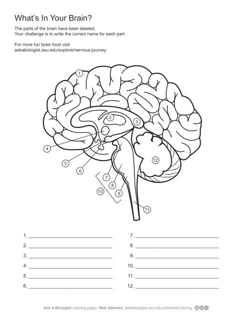 ask-a-biologist-what-s-in-your-brain-worksheet-activity