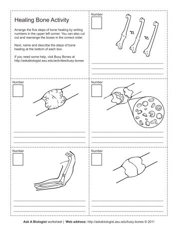 Ask A Biologist - Healing Bone Activity - Coloring Page Worksheet