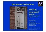 Biologie der FledermÃ¤use und potenzielle Quartiere fÃ¼r ...